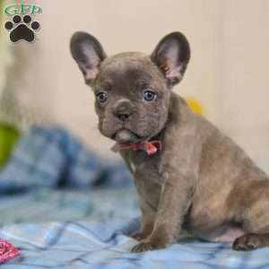 Charlene, Frenchton Puppy